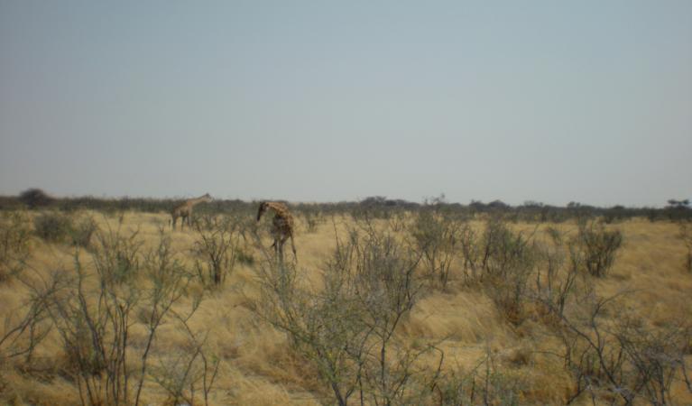  ספארי בנמיביה